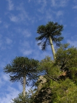 araucaria