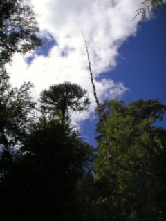 Araucaria araucana