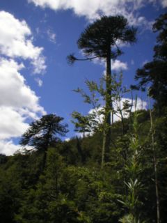 Araucaria araucana