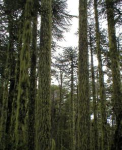 Araucaria araucana