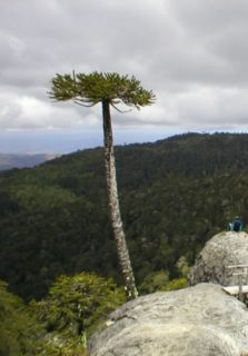 Araucaria araucana