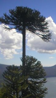 Araucaria araucana