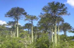 Araucaria araucana