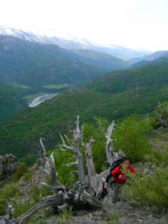 Ciprés de la Cordillera