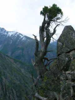 Ciprés de la Cordillera