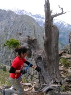 Ciprés de la Cordillera