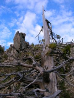 Ciprés de la Cordillera