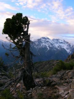 Ciprés de la Cordillera