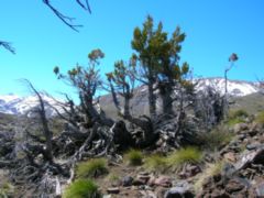 Ciprés de la Cordillera