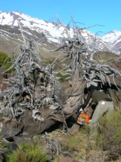 Ciprés de la Cordillera