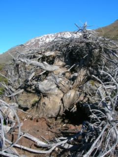 Ciprés de la Cordillera