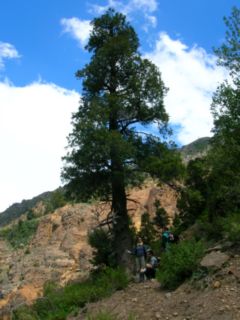 Ciprés de la Cordillera