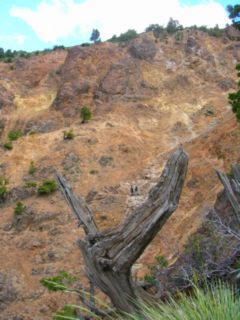 Ciprés de la Cordillera