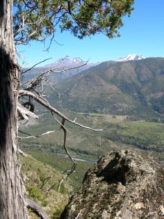 Ciprés de la Cordillera