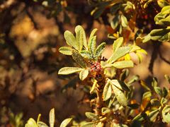 polylepis